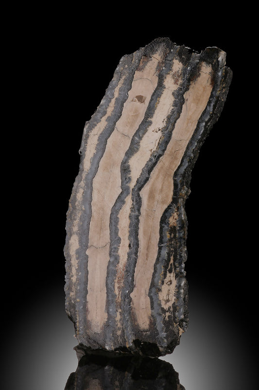 Mammoth Tooth Cross Section, USA