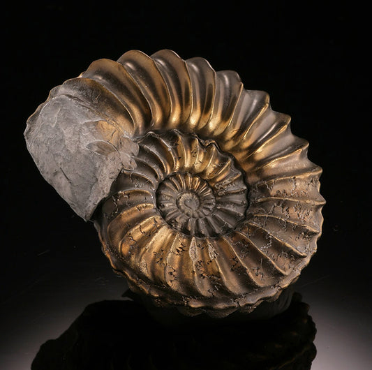 1-1/2" Pleuroceras Pyritized Ammonite