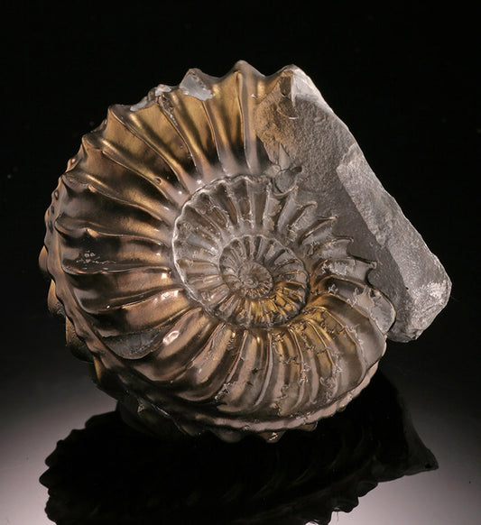 Pleuroceras Pyritized Ammonite