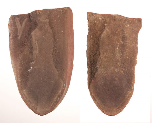 Tullimonstrum gregarium, Tully Monster - DLD 789