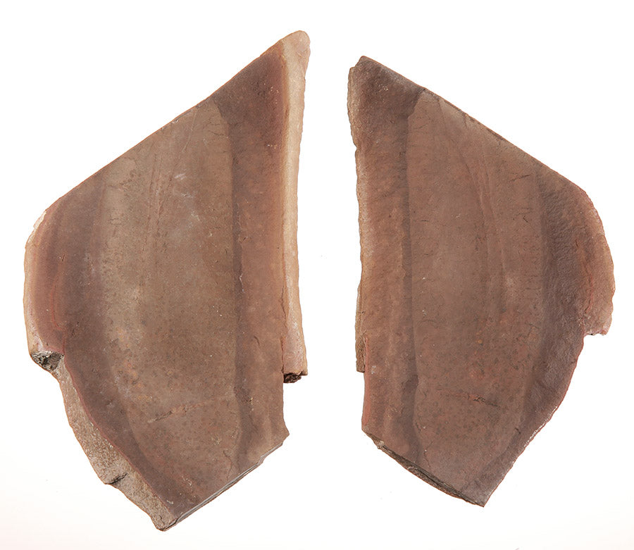 Tullimonstrum gregarium, Tully Monster  - DLD 3635