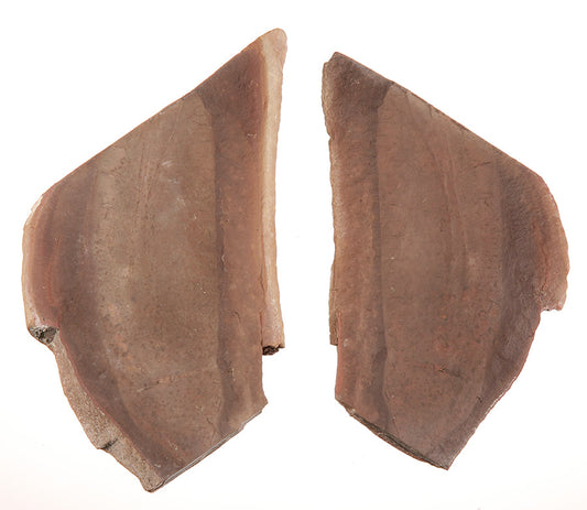 Tullimonstrum gregarium, Tully Monster  - DLD 3635
