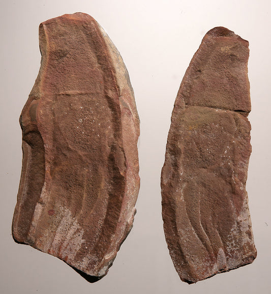 Tullimonstrum gregarium, Tully Monster