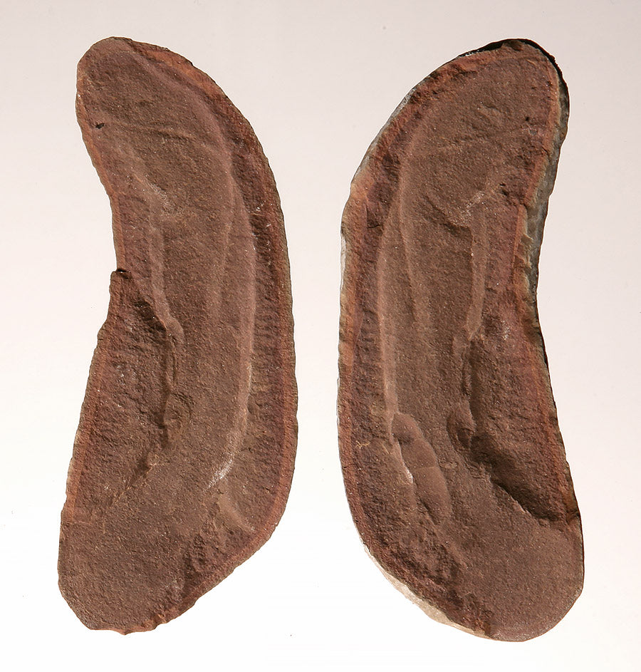 Tullimonstrum gregarium, Tully Monster - DLD 713