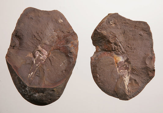 Fossil Shark Egg Casing  (Palaeoxyris prendeli) - DLD 4132