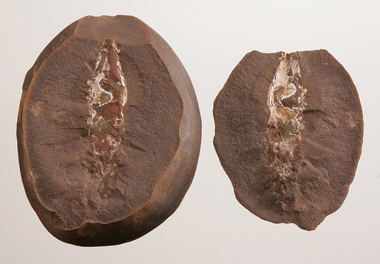 Fossil Shark Egg Case  (Palaeoxyris prendeli) - DLD 3706