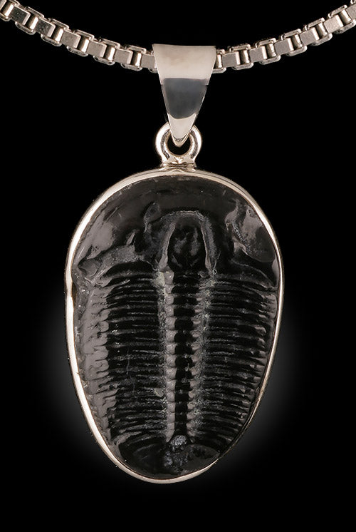 Trilobite Pendant (with chain)