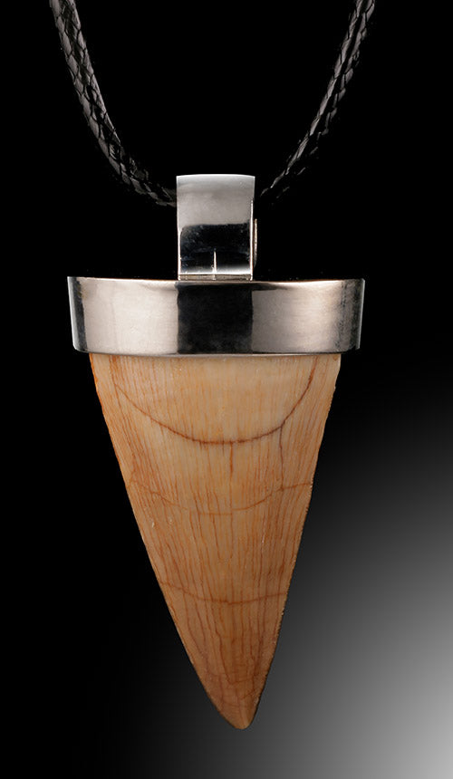 Mosasaur Tooth Pendant and Chain