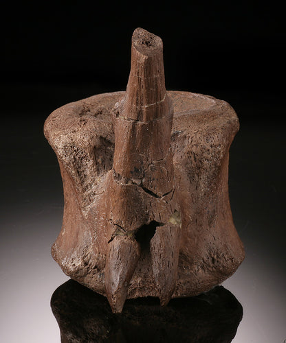 Edmontosaurus Caudal Vertebra