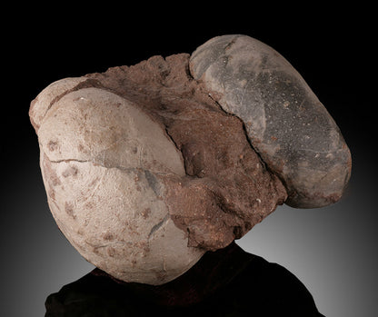 Therizinosaurid Egg Clutch (Segnosaurus)