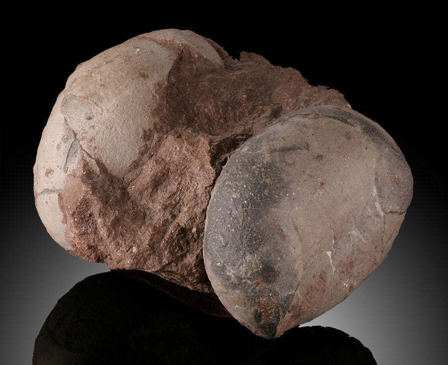 Therizinosaurid Egg Clutch (Segnosaurus)