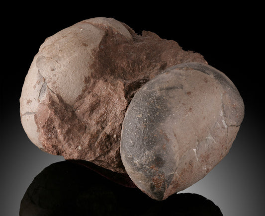 Therizinosaurid Egg Clutch (Segnosaurus)