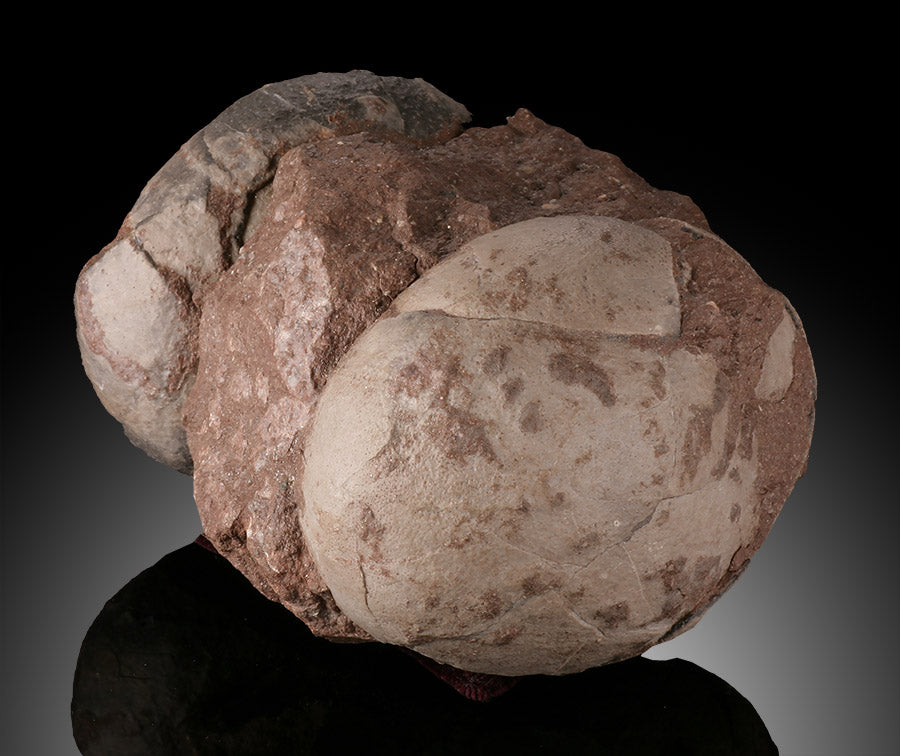 Therizinosaurid Egg Clutch (Segnosaurus)