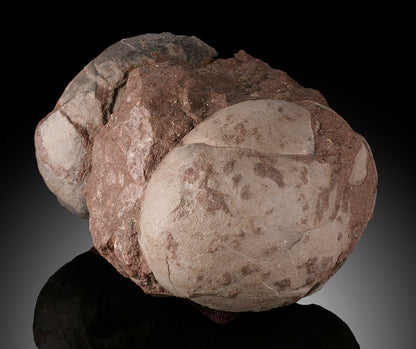 Therizinosaurid Egg Clutch (Segnosaurus)