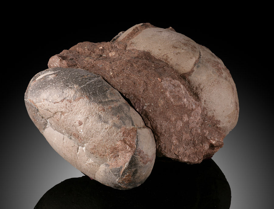 Therizinosaurid Egg Clutch (Segnosaurus)