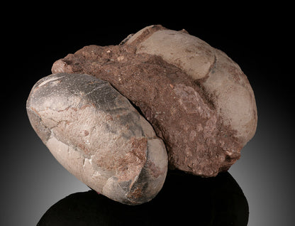 Therizinosaurid Egg Clutch (Segnosaurus)