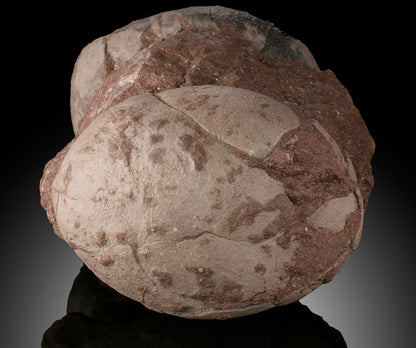 Therizinosaurid Egg Clutch (Segnosaurus)