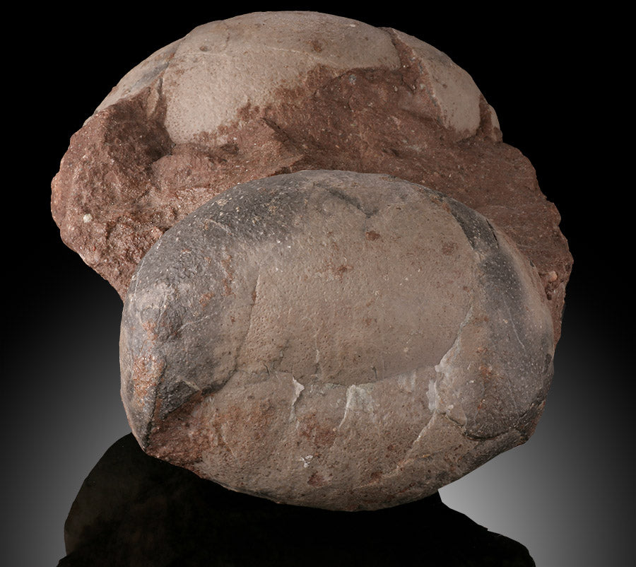 Therizinosaurid Egg Clutch (Segnosaurus)