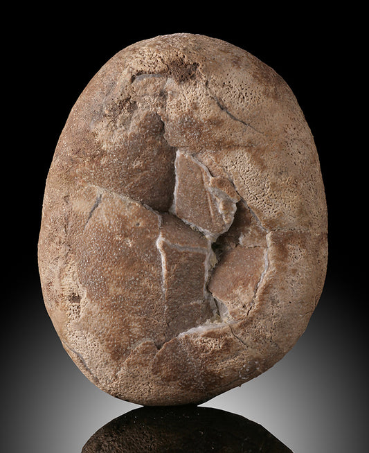 Therizinosaurid Egg (Segnosaurus)