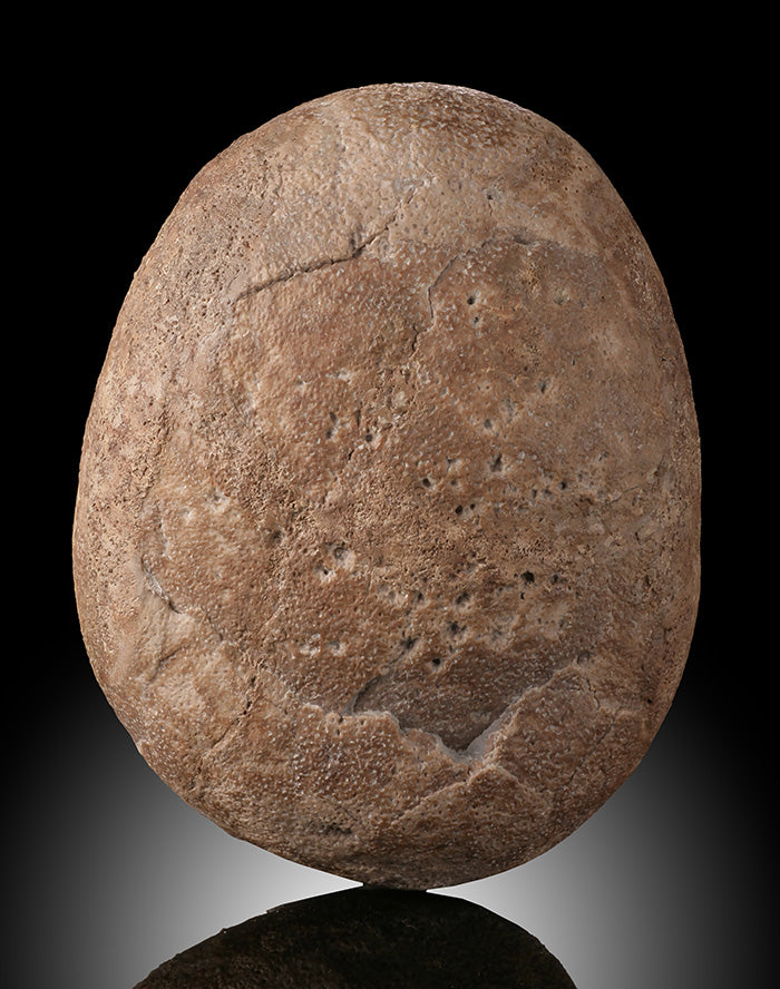 Therizinosaurid Egg (Segnosaurus)