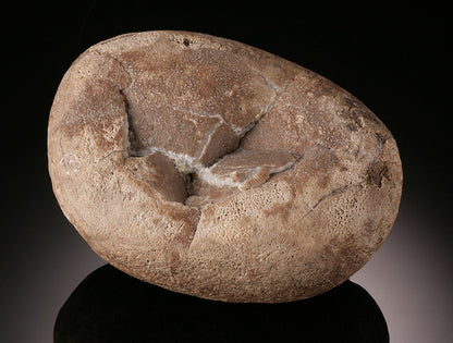 Therizinosaurid Egg (Segnosaurus)