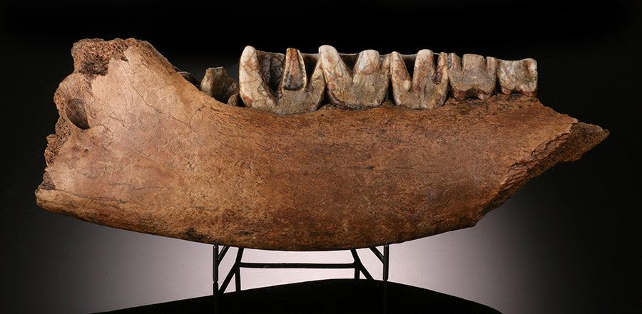 Woolly Rhino Jaw Section w/ Stand