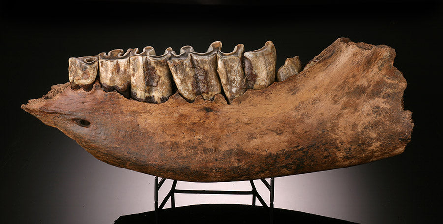 Woolly Rhino Jaw Section w/ Stand