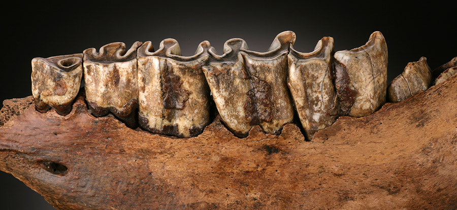 Woolly Rhino Jaw Section w/ Stand