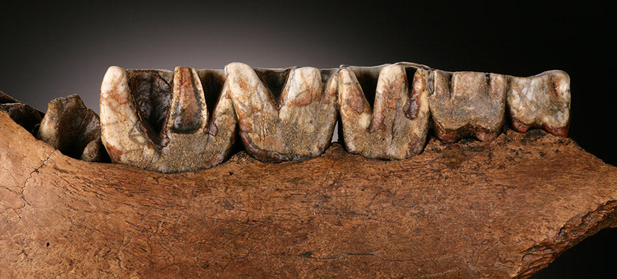 Woolly Rhino Jaw Section w/ Stand