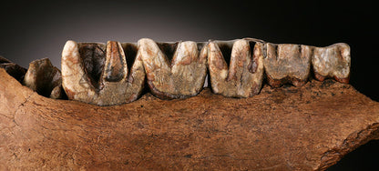 Woolly Rhino Jaw Section w/ Stand