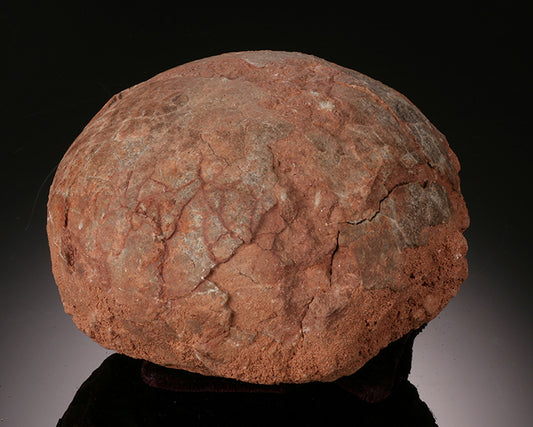 Dendroolithus Hadrosaur Egg