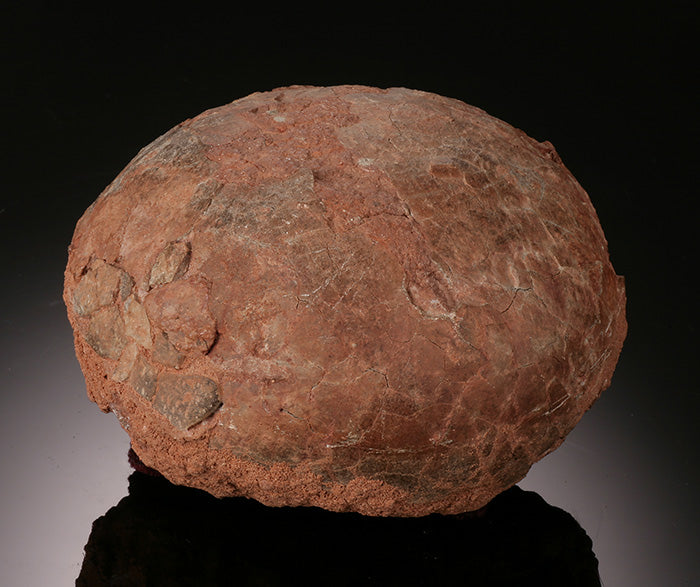 Dendroolithus Hadrosaur Egg
