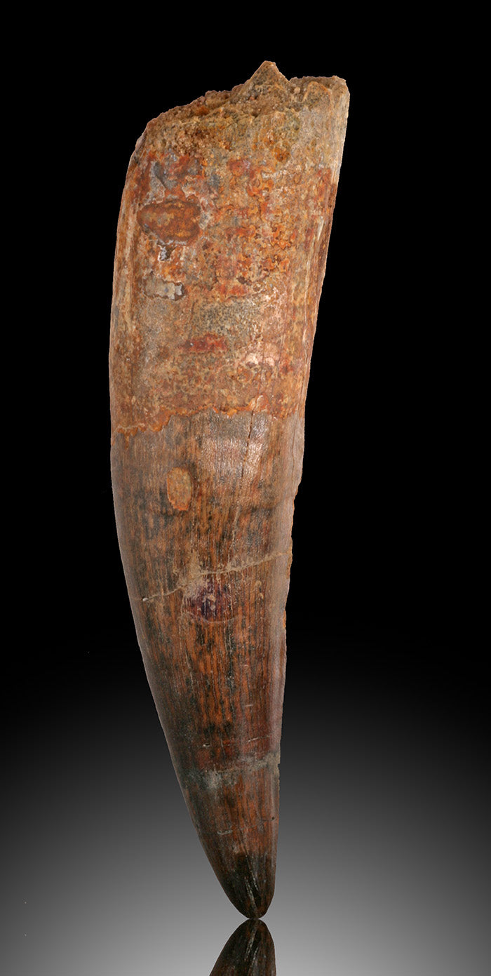 Spinosaur Tooth Fossil