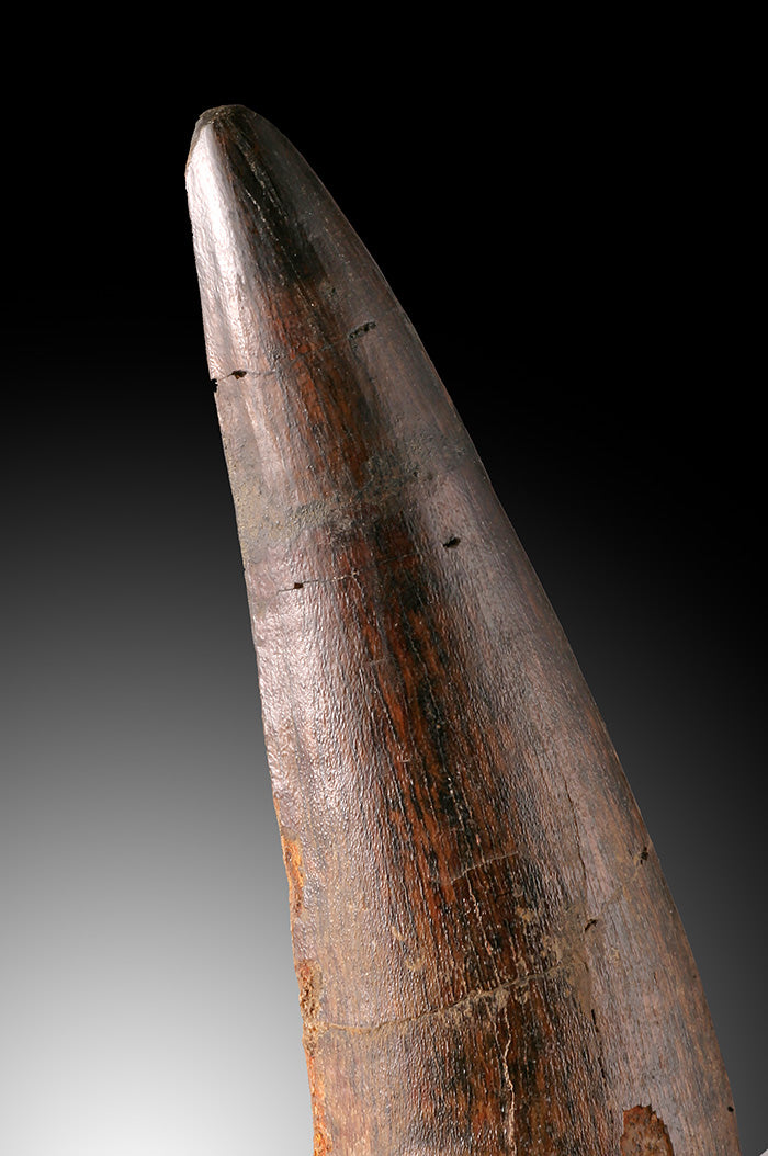 Spinosaur Tooth Fossil