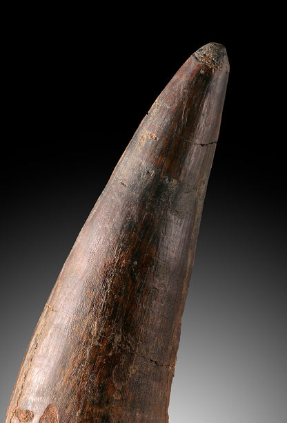 Spinosaur Tooth Fossil