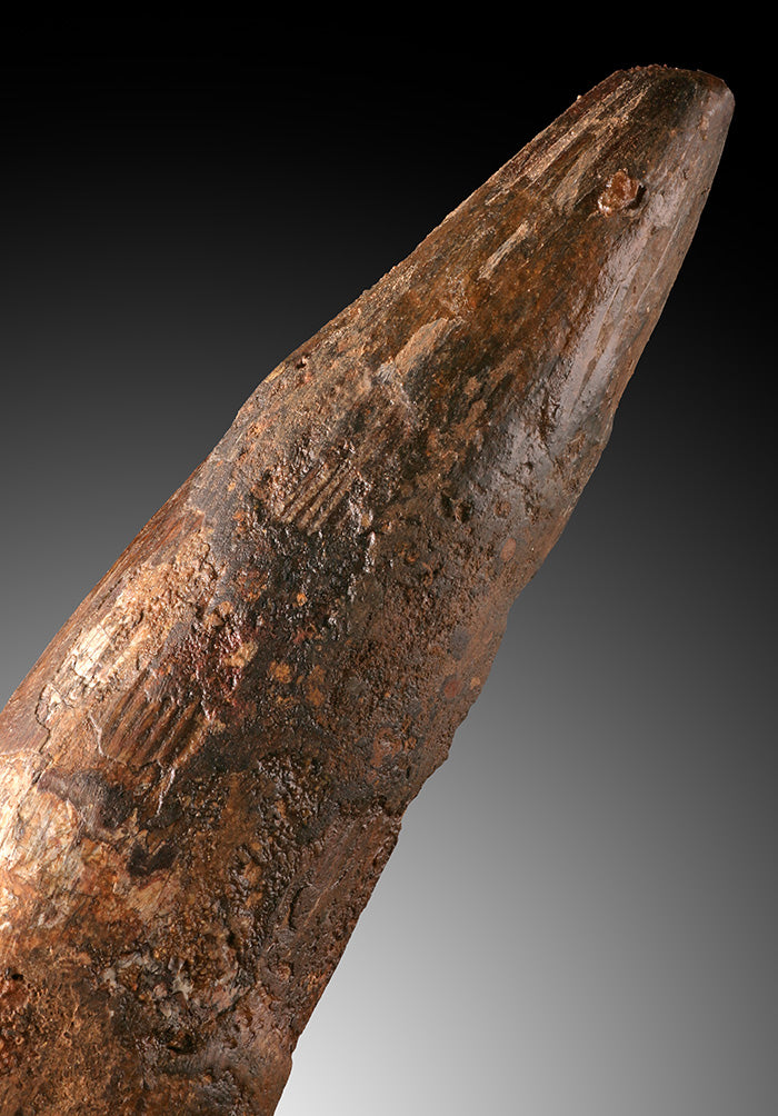 6" Spinosaurus Tooth