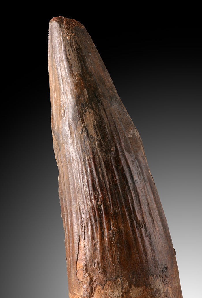 6" Spinosaurus Tooth