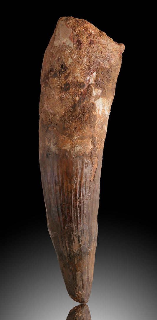 6" Spinosaurus Tooth