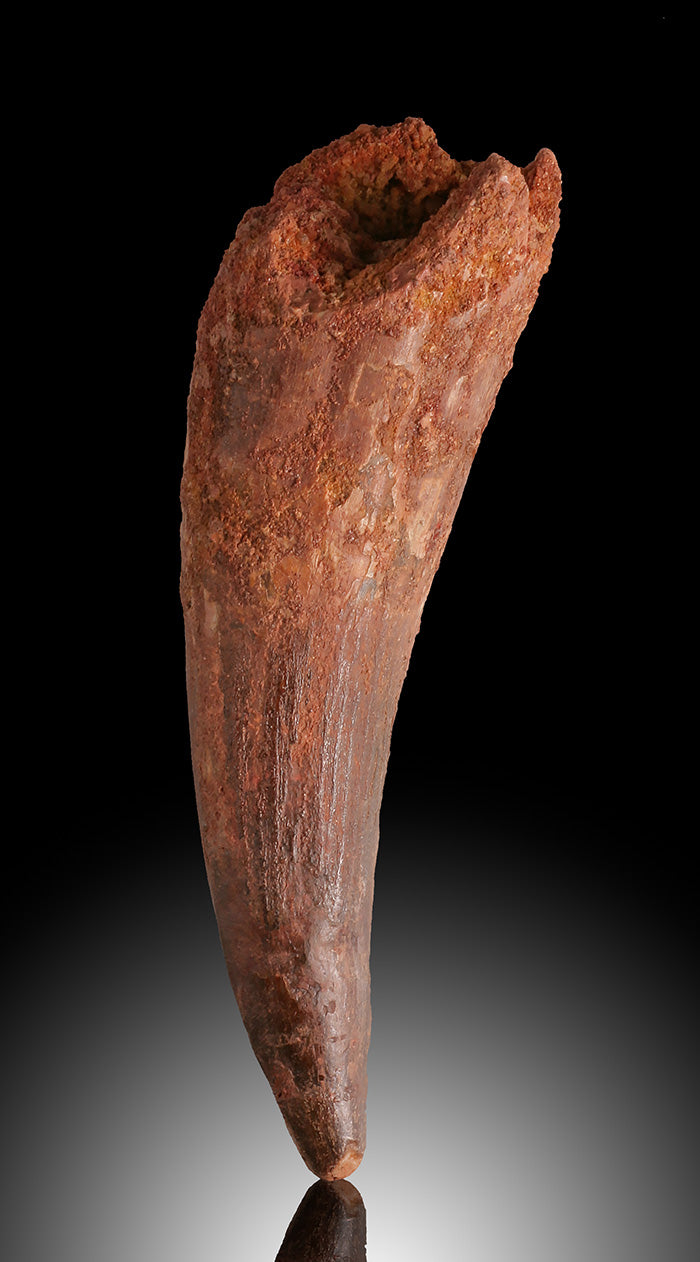 Spinosaur Tooth Fossil