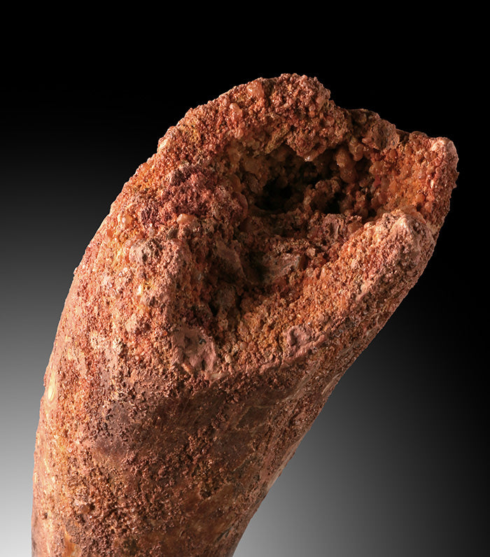 Spinosaur Tooth Fossil