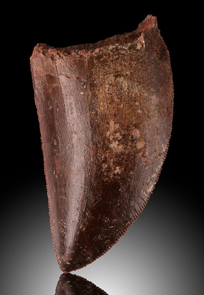 Carcharodontosaurus Tooth (2")