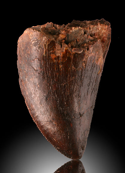 Fossil Carcharodontosaurus Tooth (1-1/2")