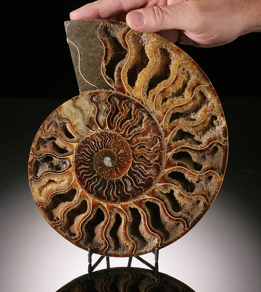 9" Ammonite Slice (with stand)