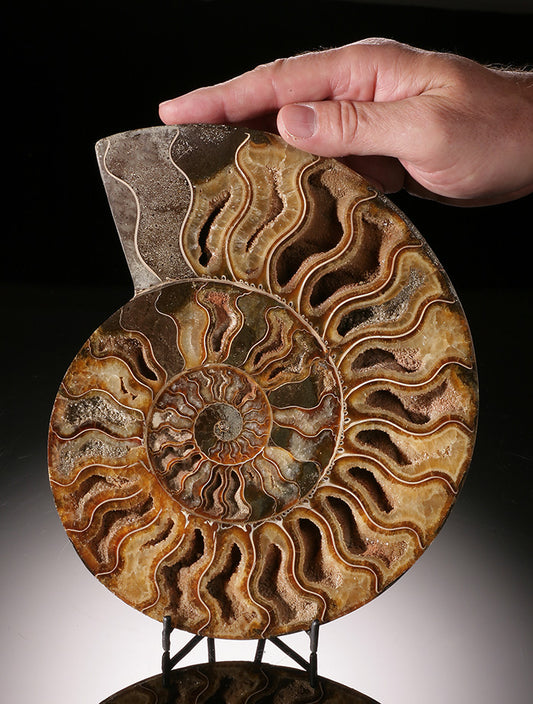 8-1/2" Ammonite Slice (with stand)