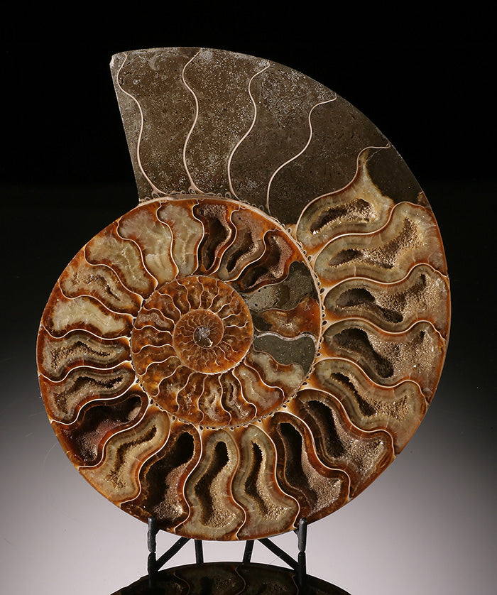 Ammonite Slice- Madagascar (with stand)