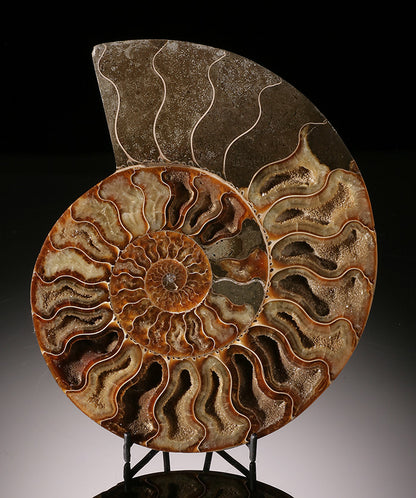 Ammonite Slice- Madagascar (with stand)