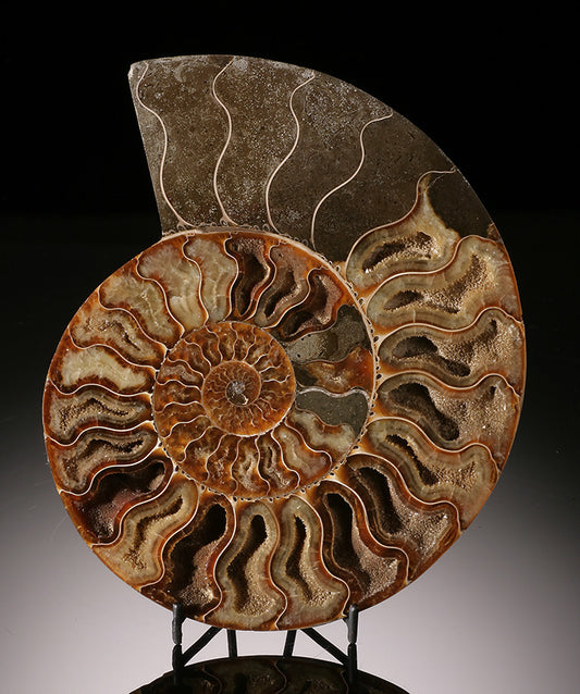 Ammonite Slice- Madagascar (with stand)