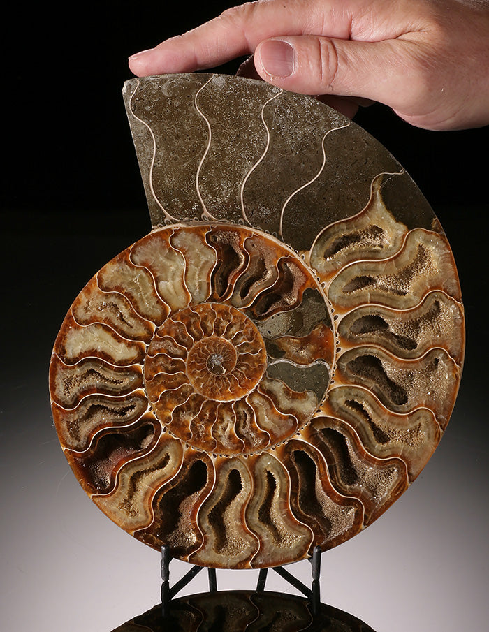 Ammonite Slice- Madagascar (with stand)