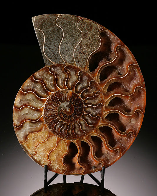 7" Ammonite Slice (with stand)