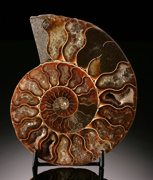 Ammonite Fossil with Stand